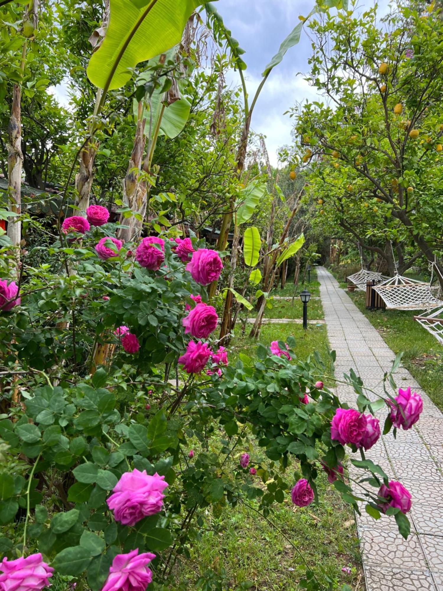 Myland Nature Cirali Exterior photo